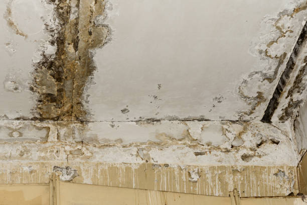 Best Mold Damage Restoration  in Terrell, TX